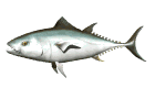 tuna_swimming_md_wht.gif (16330 bytes)